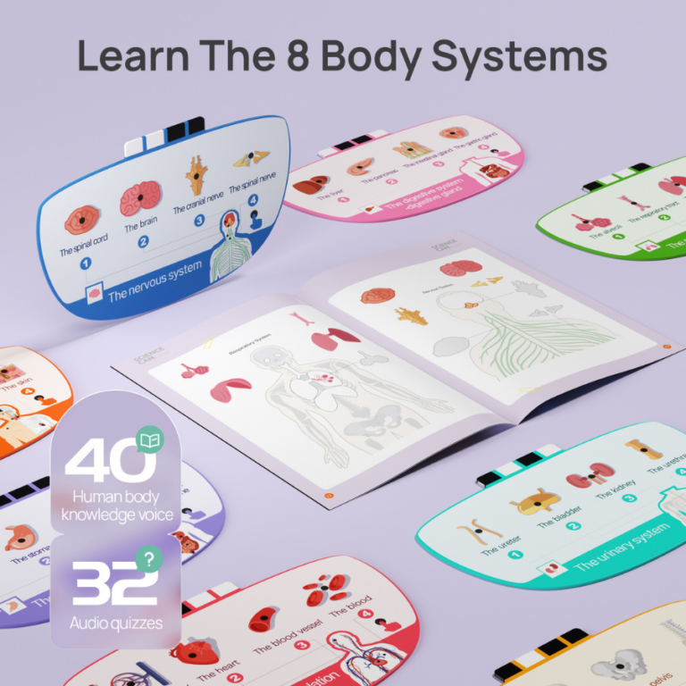 Interactive Human Body Anatomy Model – Educational STEM Toy with Voice Explanation مجسم جسم الإنسان التفاعلي للأطفال – لعبة تعليمية مع شرح صوتي لأعضاء الجسم