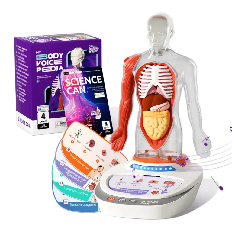 Interactive Human Body Anatomy Model – Educational STEM Toy with Voice Explanation مجسم جسم الإنسان التفاعلي للأطفال – لعبة تعليمية مع شرح صوتي لأعضاء الجسم